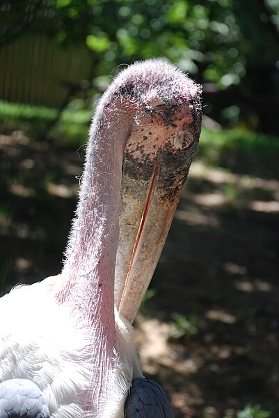 File:Washington DC Zoo - Marabou Stork 3.jpg