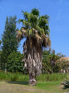 Washingtonia robusta Habitus