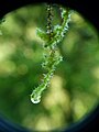Water harvesting by pendent Meteoriopsis squarrosa.jpg