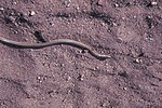 Thumbnail for File:Western patch-nosed snake slithering on sand - DPLA - f02ea24067ed66a4680afd41750773fd.jpg