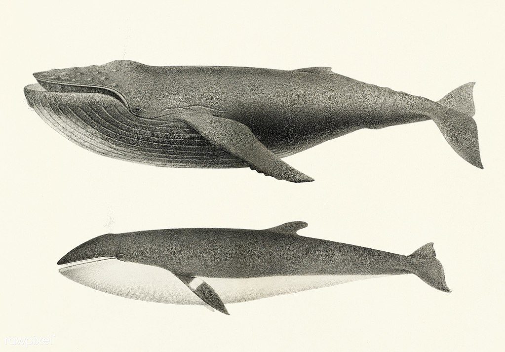  Whale comparison Public Domian photo by Charles Melville Scammon for coast of North America (1872) 