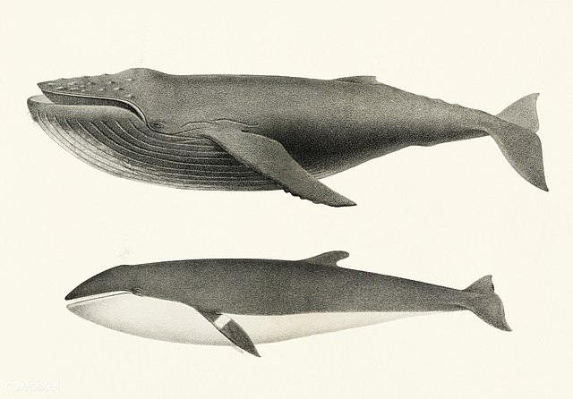 Comparison of humpback and minke whale. Illustration by Charles Melville Scammon (1825–1911).