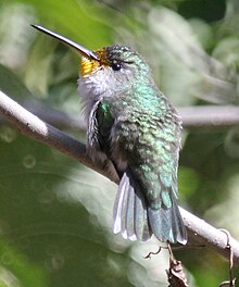 Hummingbird شکم سفید. jpg