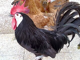 White-faced Black Spanish breed of chicken