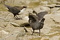 White-throated Dipper young one begging for food.jpg