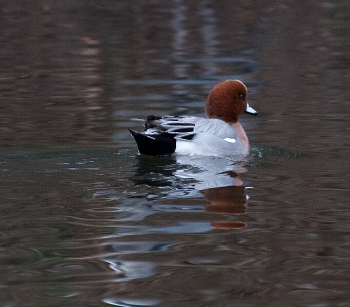 File:Wigeon 3c (6653988121).jpg