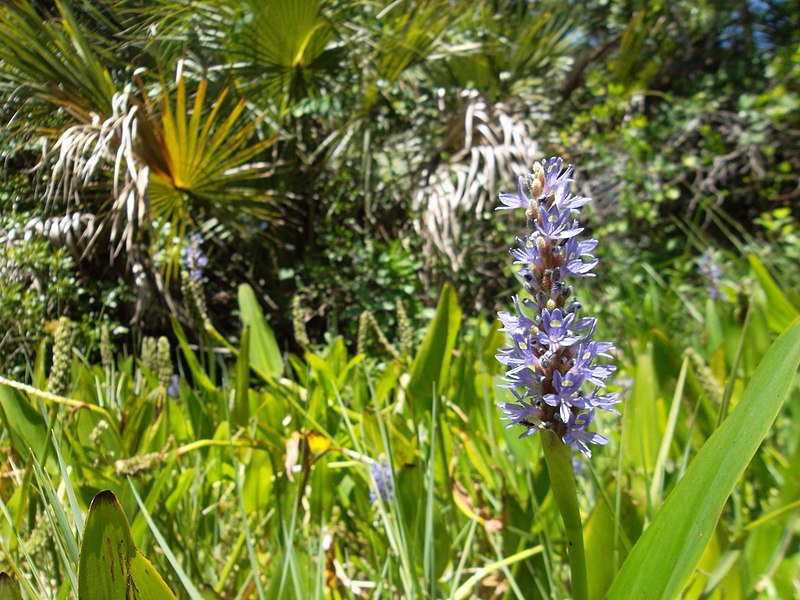 File:Wild Flowers - panoramio (12).jpg