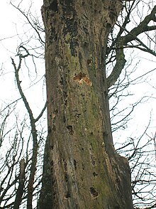 I grossi alberi costituiscono il terreno di caccia prediletto del picchio rosso maggiore.