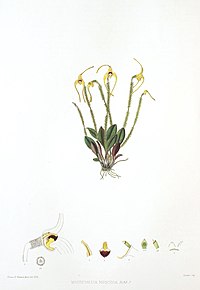 Masdevallia muscosa Porroglossum muscosum