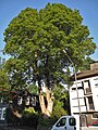 Ein Berg-Ahorn (Acer pseudoplatanus)