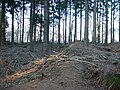 Etwas nach Westen gegangen und Blickrichtung nach Osten in Richtung Buchenhofen, Wall rechts im Bild