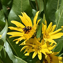 Wyethia amplexicaulis in bloom being visited by Bombus fervidus, Steamboat Lake State Park, Colorado Wyethia amplexicaulis and Bombus fervidus 06.jpg