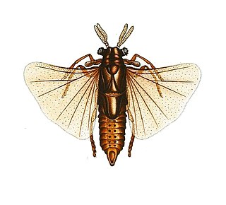 <i>Xenos vesparum</i> Species of wasp-parasitizing insect