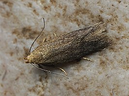 Xystophora pulveratella