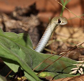 Descrizione dell'immagine Whip-Snake dalla faccia gialla kobble08.jpg.