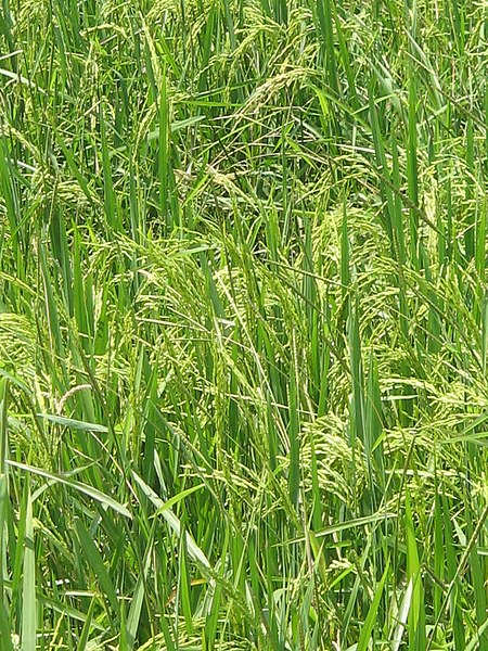 Padi_sawah