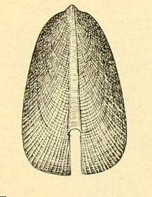 Zeidora flabellum 001.jpg