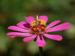 Common zinnia, Youth-and-old-age (Zinnia elegans)