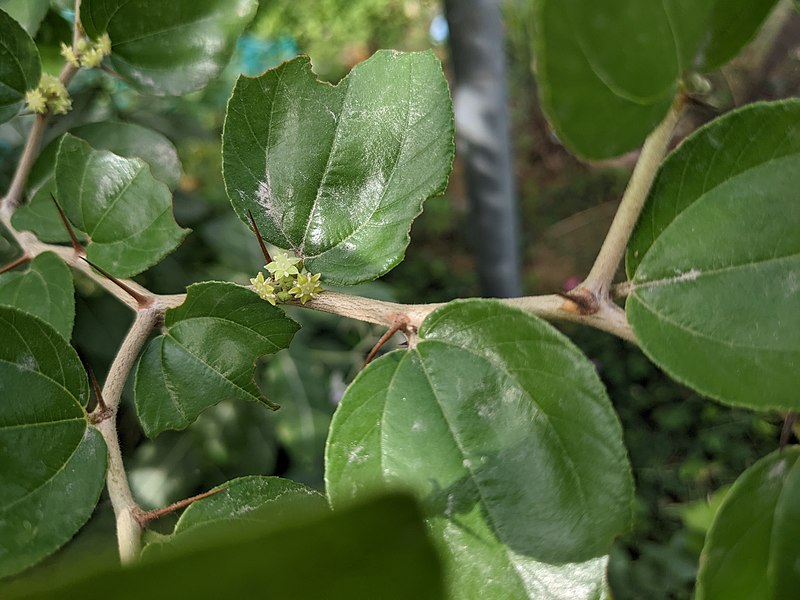 File:Ziziphus mauritiana in Chennai 2K22TNKAN.jpg