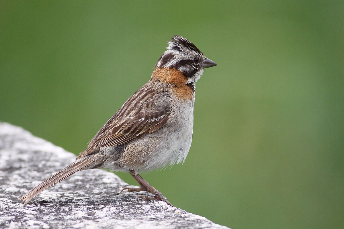 Zonotrichia capensis -Buenos Aires， Argentina-8.jpg