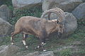 Nubischer Steinbock