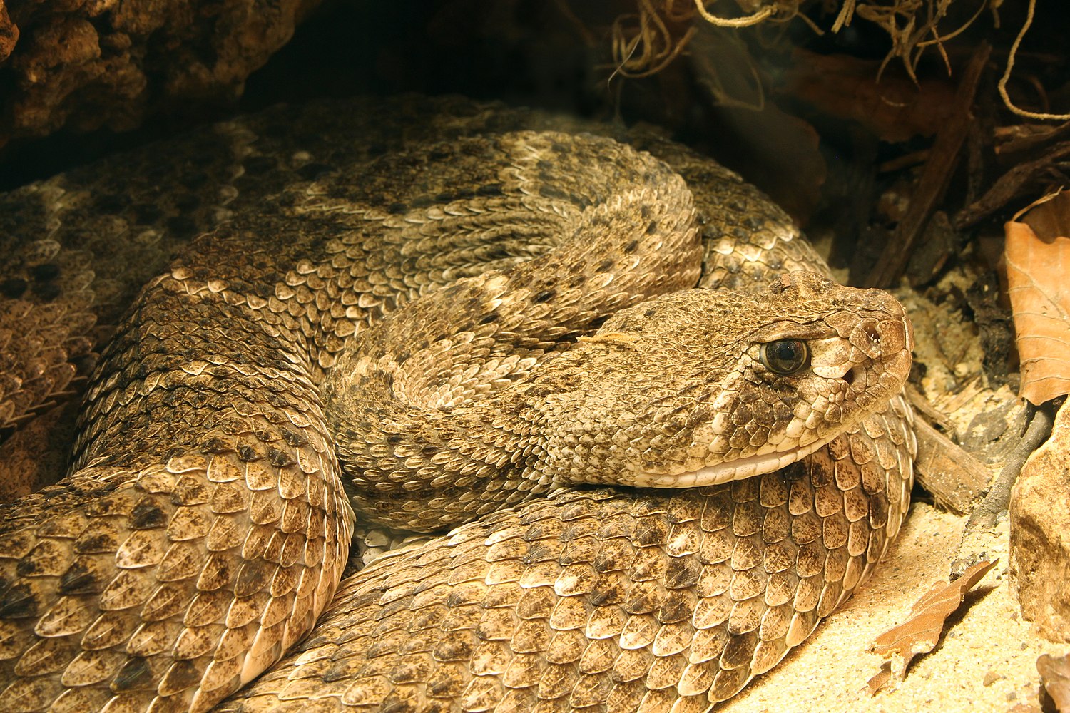 Timber rattlesnake - Wikipedia