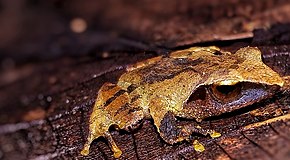 Descripción de la imagen (pseudophilautus zorro) arbusto frog.jpg.
