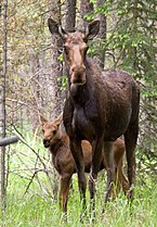 Moose cow and calf