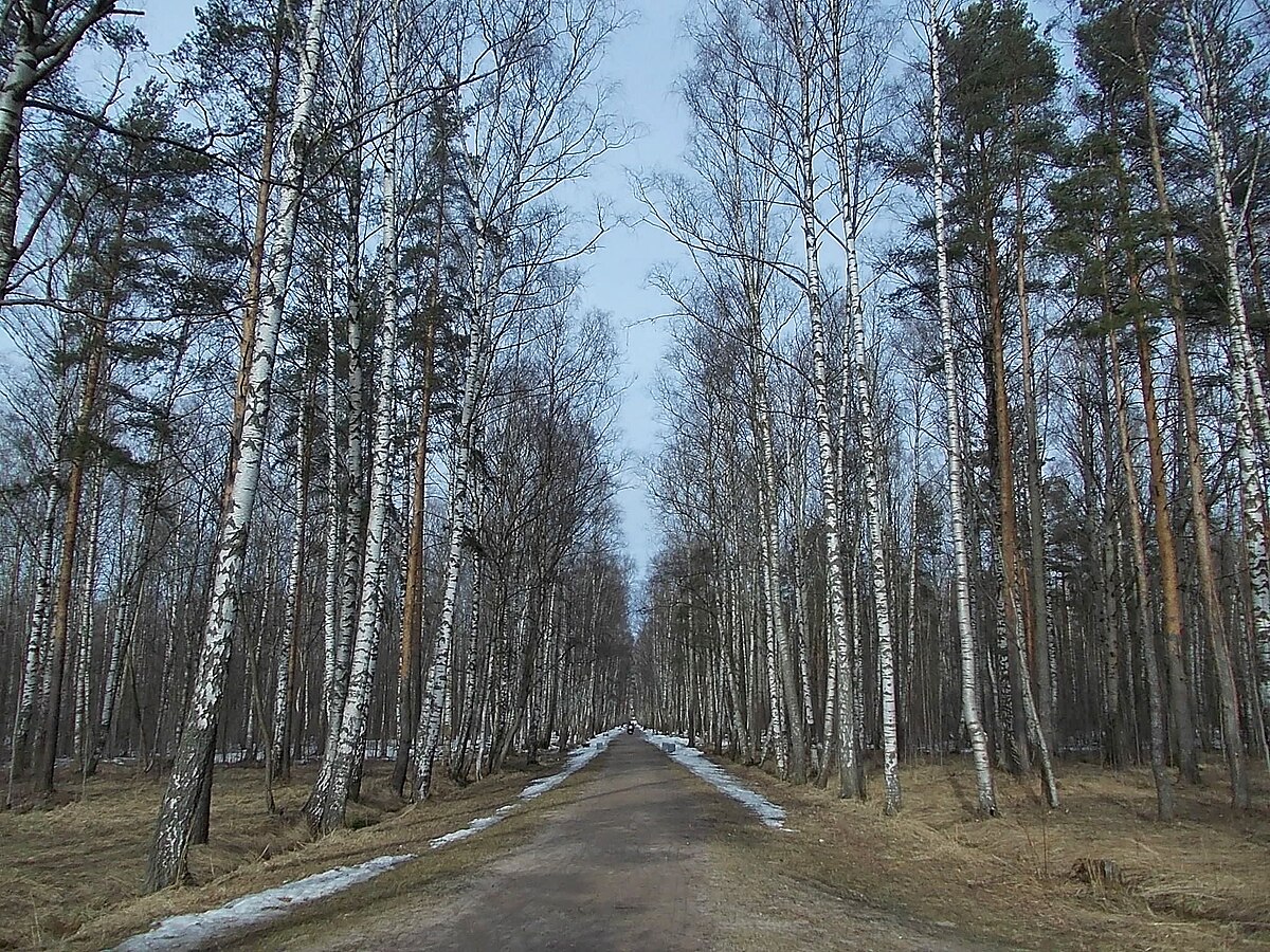 Парк сосновая поляна фото