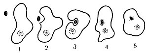 Рис. 2. Последовательные стадии (1—5) заглатывания пищи амебой путем обтекания. Пищевая частица (черная точка) обволакивается псевдоподиями (1—3) и заключается в пищеварительную вакуоль (4—5).