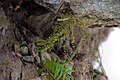 Аспленій волосовидний (Asplenium trichomanes). Мармароський масив Карпатського біосферного заповідника.