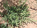 חומעה משוננת Rumex dentatus