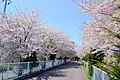 北海道道1148号札幌恵庭自転車道線（Shiroishi cycling road） - panoramio (4).jpg