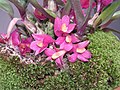 Dendrobium laevifolium, exposition Royal Flora Ratchphruek, Thaïlande