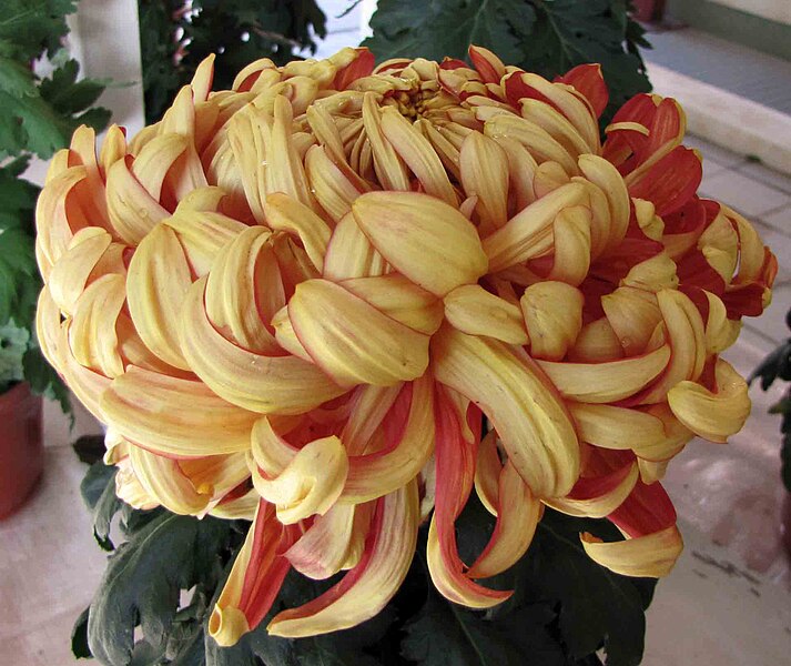 File:菊花-金剛虎閣 Chrysanthemum morifolium 'Warrior Guardian Tiger Chamber' -香港圓玄學院 Hong Kong Yuen Yuen Institute- (12085270253).jpg