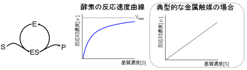 説明図 酵素反応速度曲線.PNG