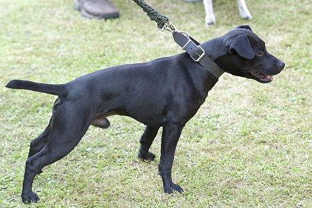 Chó_sục_Patterdale