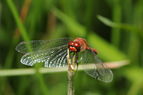 Sympetrum sanguineum