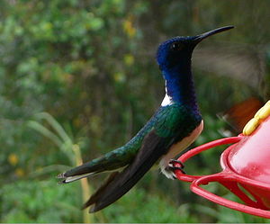 List Of Birds Of Belize