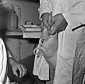 1965 Castration de porcelet au CNRZ Cliché Jean-Joseph Weber-3.jpg