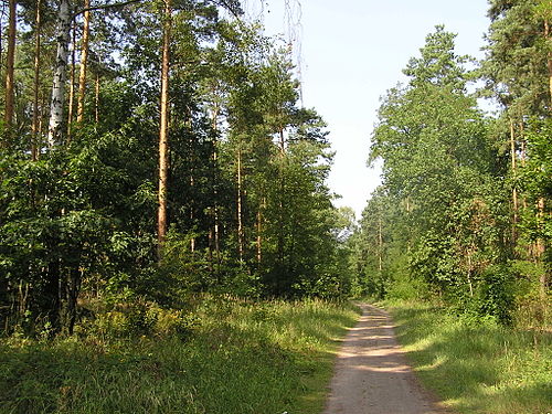 Grunewald (Forst)