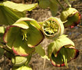 Helleborus foetidus