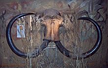 Önden görülen bir duvardan sarkan mamut kafatası, her iki tarafa sarılı iki siyah diş.