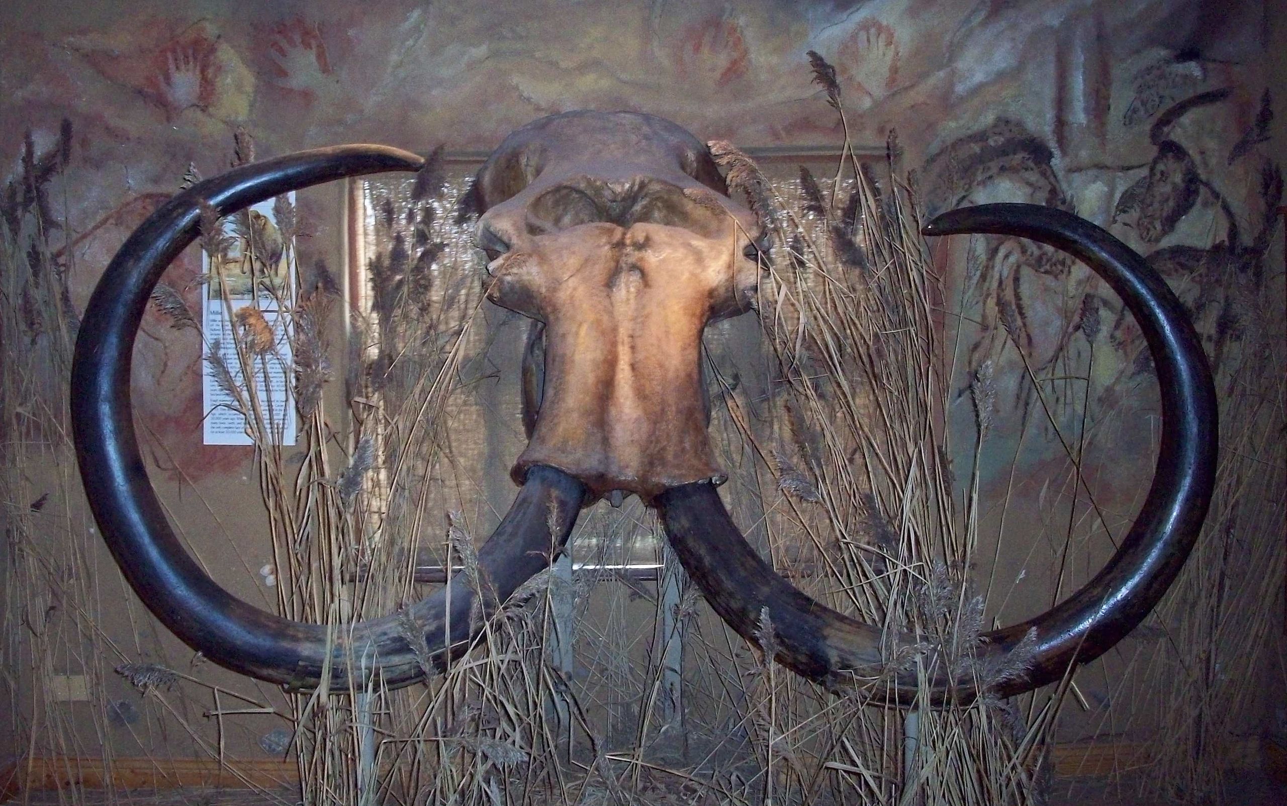 Woolly Mammoth skull retrieved from the sea near Holland in 1999-2000, dating from well before the period I have in mind (Wikipedia)