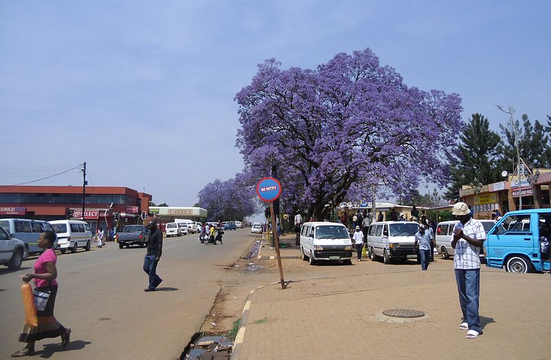Center of Nhlangano with flowering Jacaranda tree