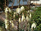 20120626Yucca gloriosa3.jpg