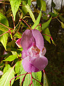 Balsamine de l'Himalaya (Impatiens glandulifera).