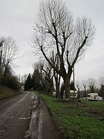 3 ash trees