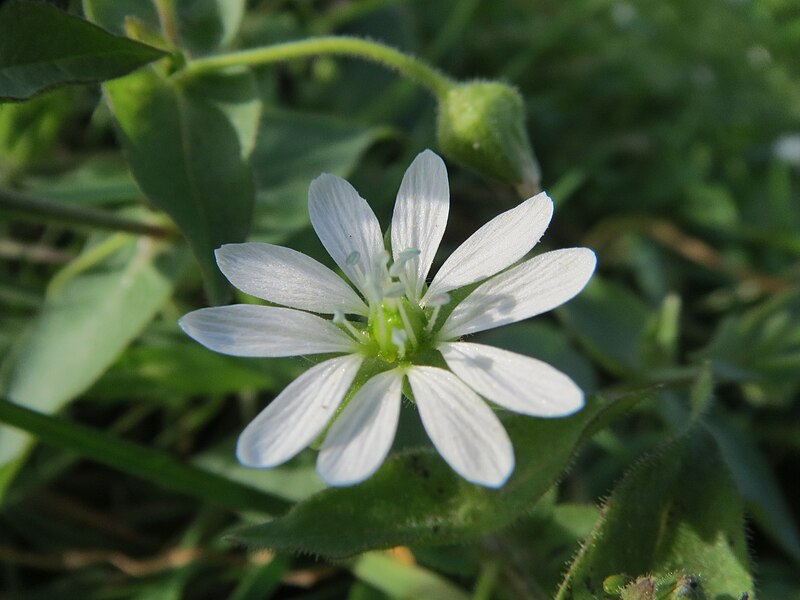 File:20131022Myosoton aquaticum1.jpg