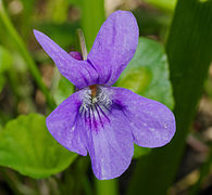 Viola reichenbachiana 25px